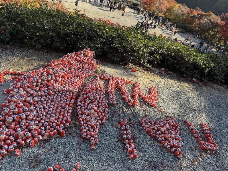 一名 中国 女子 在 #日本 大阪 胜尾寺 毁坏“ 台湾 达摩 艺术品”在大阪胜尾寺，一些艺术品，如“台湾的形状”和“TW”，是由台湾游客捐赠的“获胜达摩”玩偶排列而成，被一名据信是中国籍的女游客毁坏