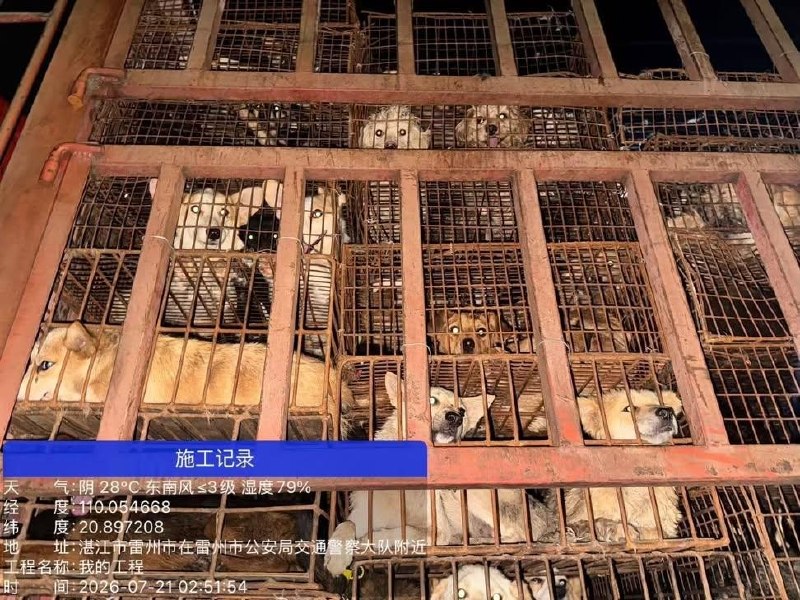国内首次拦住狗车，500只狗，还是拦住两次，我以为动物保护会有里程碑的胜利，结果呢？志愿者连夜追赶，全群报警，拦下两次，又被警察放行到农业局，说要无害化处理农业局，不让志愿者跟随