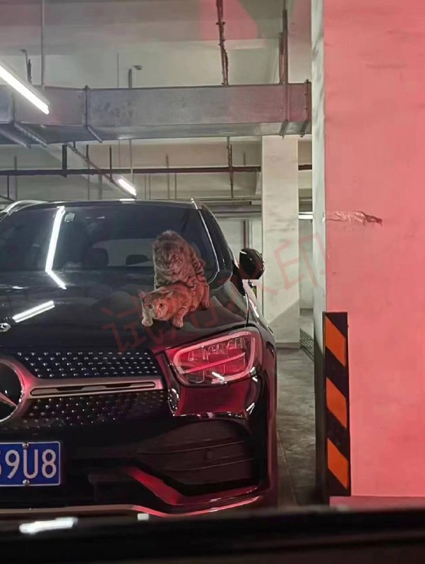 地下车库 #车震 事件