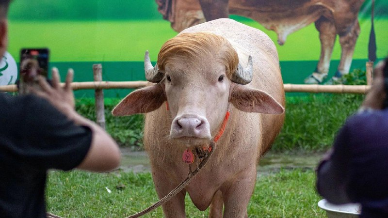 一头名叫“唐纳德·特朗普”的白化水牛在孟加拉国刚被免于献祭，政府官员在最后一刻介入，赦免了它