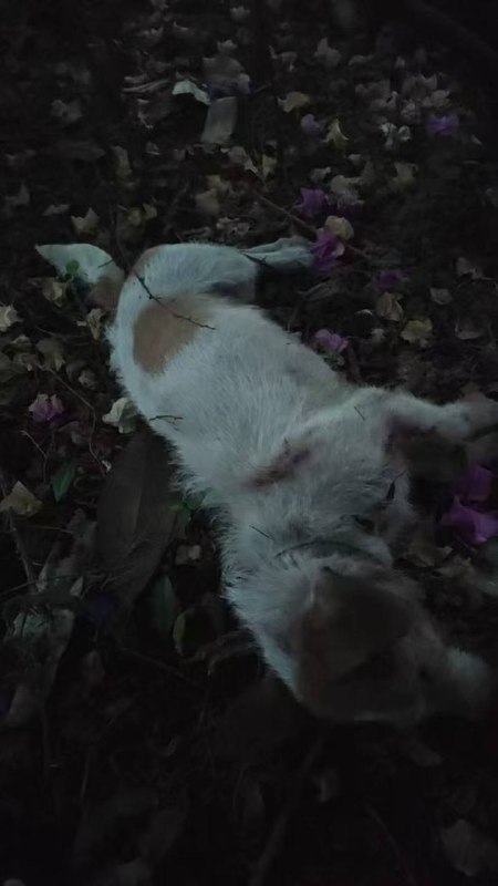 重庆 山姆打包哥 #虐待动物 事件 补充感谢家人们投稿！重庆 山姆打包哥 #虐待动物 事件 补充感谢家人们投稿！