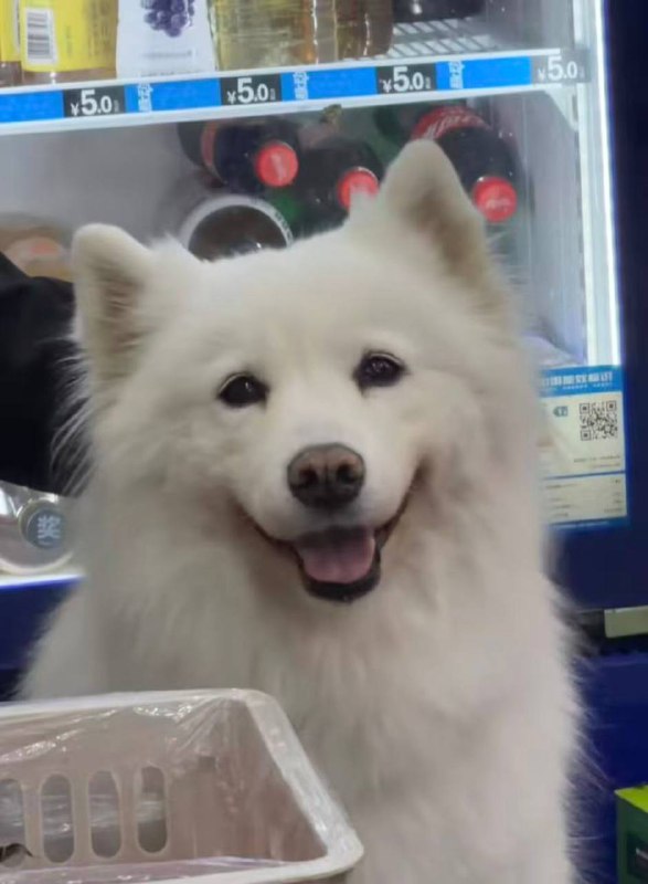 2月1日 江苏连 云港市东海县，网传某小区两名男孩玩 #烟花 时，将点燃的烟花扔进 狗笼 导致一只养了7年的‌ 萨摩耶 ‌被 活活烧死2月2日，狗主人发布微博称：‌‌拒绝家长6000元赔偿私了，要求公开道歉，目前警方已介入