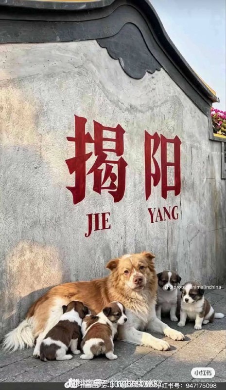 近日，一段在社交媒体上流传的视频显示，一群青少年虐待一只狗