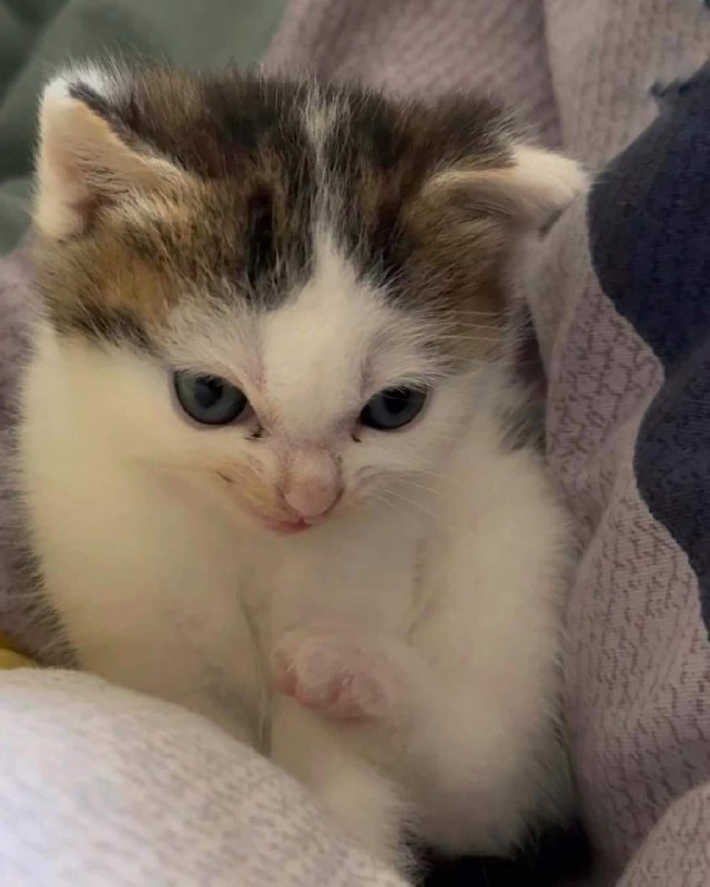 超凶 #猫猫头超凶 #猫猫头