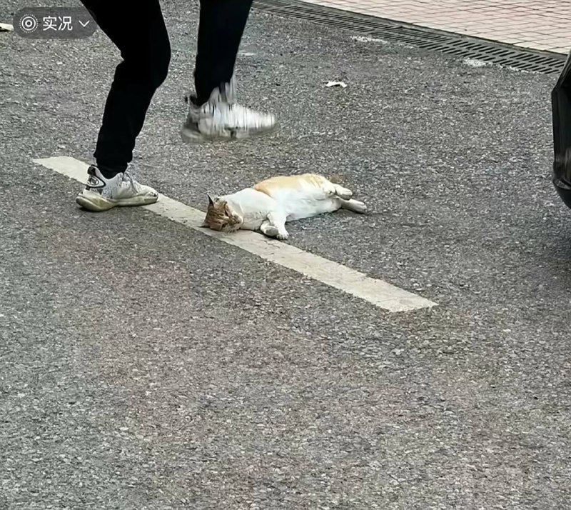 湖南 邵阳二中 一中学 教师 被指当学生面 踩死 流浪猫校方：猫多次咬人 已对当事人提出批评知情网友：老师的孩子去逗猫时被咬了橘猫在学校待了很久 被学生喂得很胖感谢家人们投稿！湖南 邵阳二中 一中学 教师 被指当学生面 踩死 流浪猫校方：猫多次咬人 已对当事人提出批评知情网友：老师的孩子去逗猫时被咬了橘猫在学校待了很久 被学生喂得很胖感谢家人们投稿！