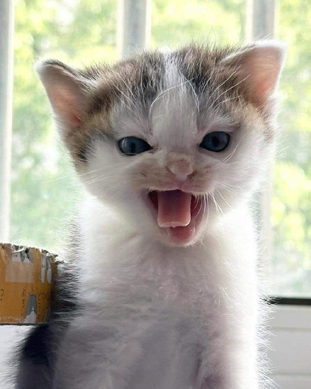 超凶 #猫猫头超凶 #猫猫头