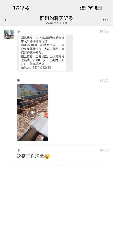 清理死猪，一天2000！工资做完就结！隔着屏幕都一股尸臭味！感谢家人们投稿！清理死猪，一天2000！工资做完就结！隔着屏幕都一股尸臭味！感谢家人们投稿！