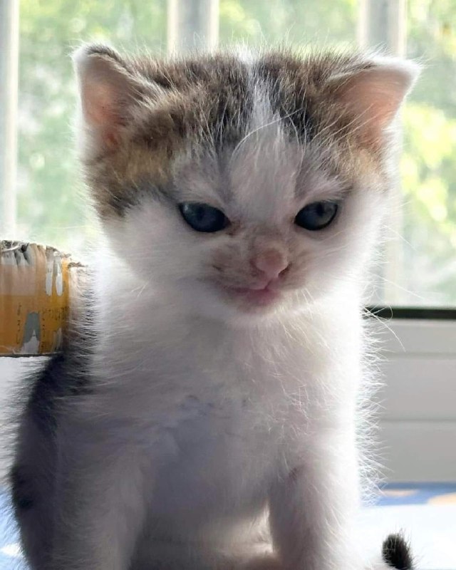 超凶 #猫猫头超凶 #猫猫头