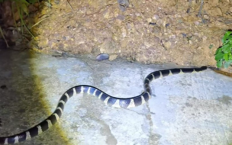 银环蛇，没救了感谢家人们投稿！银环蛇，没救了感谢家人们投稿！