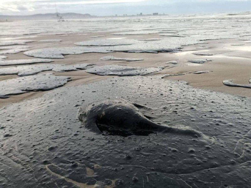 克拉斯诺达尔地区发生 燃油 泄漏 #事件 后，11只海豚和140多只 鸟类 死亡