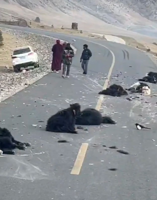 撞了一大群牦牛！要天价赔偿吧？😭