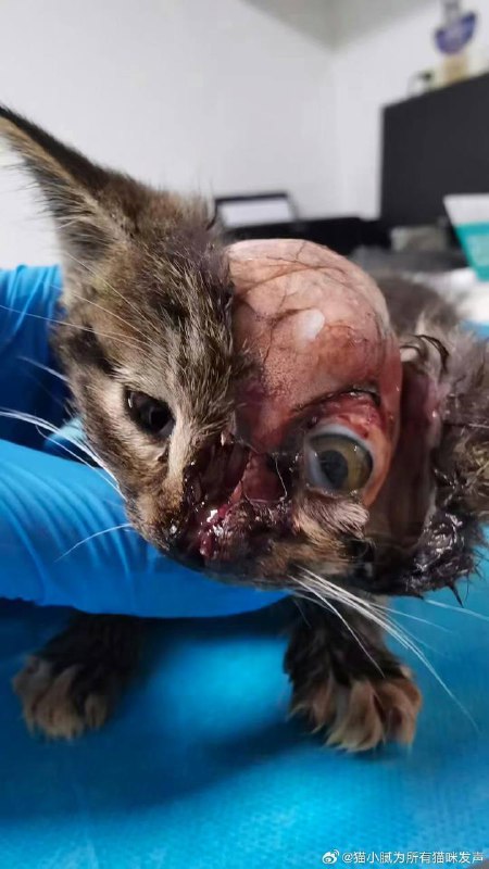 成都17岁 #虐猫 男生by 匿名投稿成都17岁 #虐猫 男生by 匿名投稿