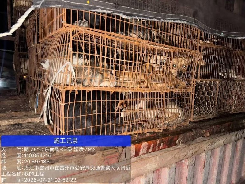 国内首次拦住狗车，500只狗，还是拦住两次，我以为动物保护会有里程碑的胜利，结果呢？志愿者连夜追赶，全群报警，拦下两次，又被警察放行到农业局，说要无害化处理农业局，不让志愿者跟随