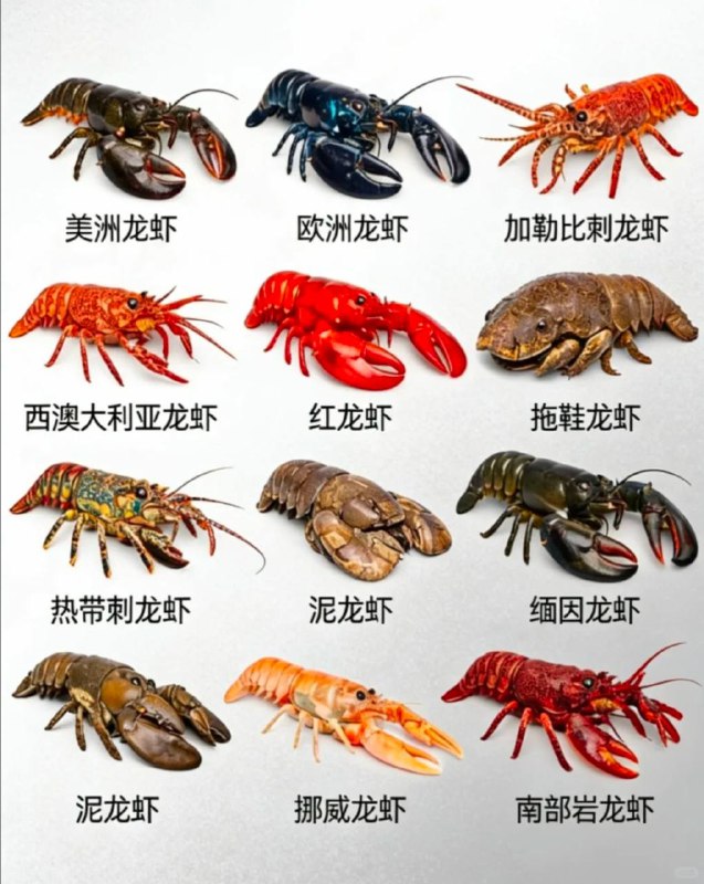 一大批龙虾来了 #马化腾感谢 Group  投稿！一大批龙虾来了 #马化腾感谢 Group  投稿！