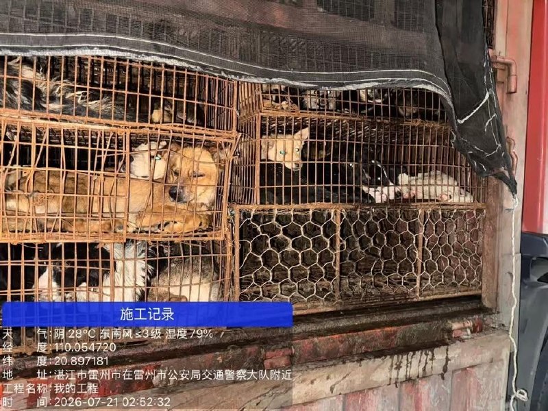 国内首次拦住狗车，500只狗，还是拦住两次，我以为动物保护会有里程碑的胜利，结果呢？志愿者连夜追赶，全群报警，拦下两次，又被警察放行到农业局，说要无害化处理农业局，不让志愿者跟随