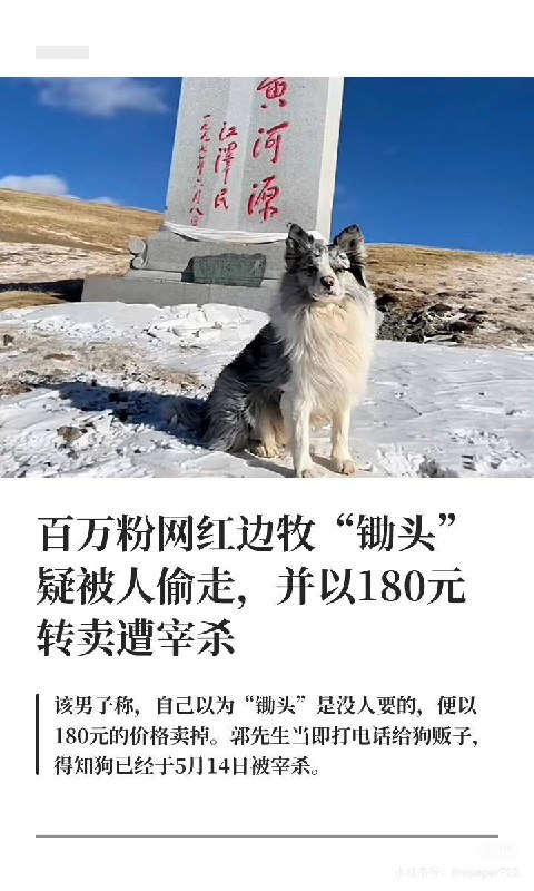 🐶陪伴9年、百万粉丝的网红边牧
