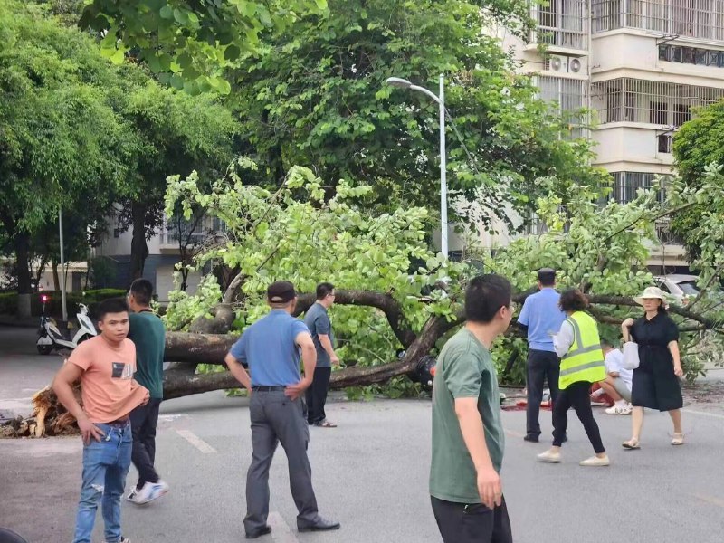被树砸死😥 #倒霉by 匿名投稿被树砸死😥 #倒霉by 匿名投稿