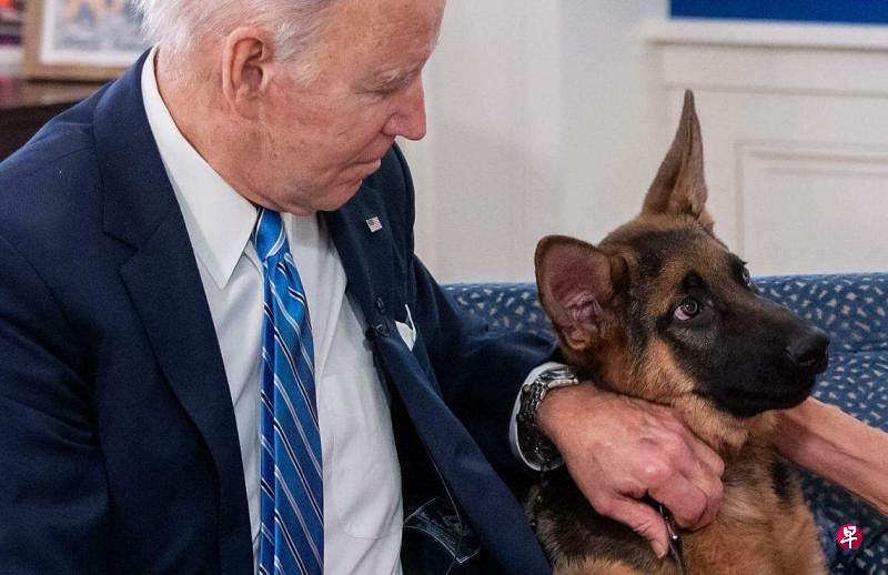 拜登爱犬已咬伤11名特勤局特工美国有线电视新闻网（CNN）引述美国特勤局代表的消息称，美国总统拜登的爱犬“指挥官”已在白宫内咬伤11名美国特勤局特工