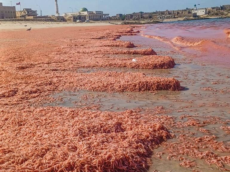 由于阿曼虾类大量死亡，沿海水域被染成红色当局解释称，这是由水温和氧气水平变化引起的，并非污染所致