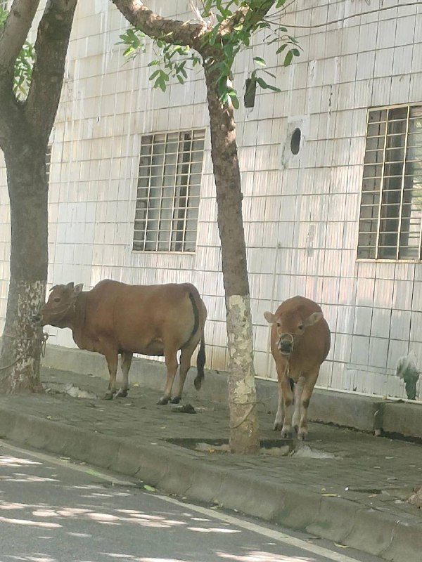 8月31日广东 #茂名，农村人养牛，牛棚被强拆了，就把牛拉到市政府门口抗议