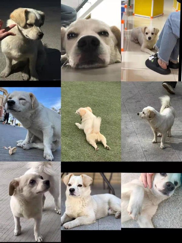 泉州海洋职业学院 11月10～保安 驱赶 #流浪狗 ，将其捕获摔打致死 ，其间 学生多次劝阻未果 ，学生称流浪狗没有攻击过人 #抓狗 #杀狗泉州海洋职业学院 11月10～保安 驱赶 #流浪狗 ，将其捕获摔打致死 ，其间 学生多次劝阻未果 ，学生称流浪狗没有攻击过人 #抓狗 #杀狗