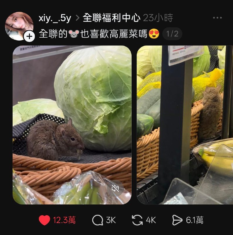 一只网红小鼠出生地成谜！感谢家人们投稿！一只网红小鼠出生地成谜！感谢家人们投稿！