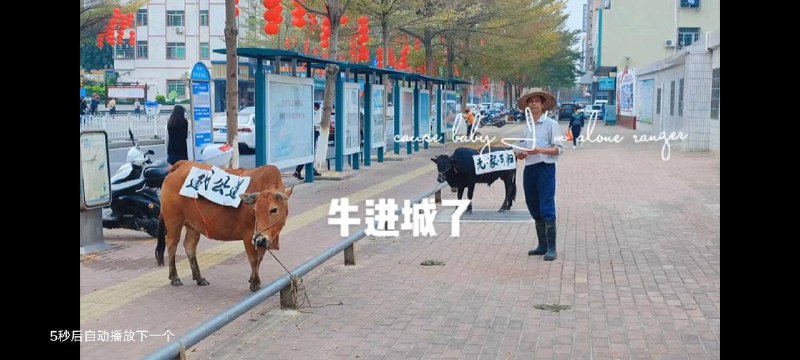 8月31日广东 #茂名，农村人养牛，牛棚被强拆了，就把牛拉到市政府门口抗议