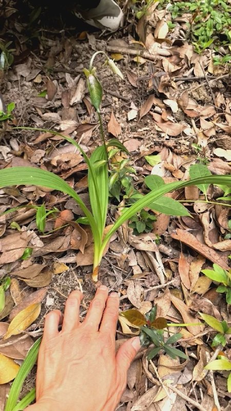 喜欢嘴里叼根草玩的兄弟们注意了 有毒 植物 #中毒感谢家人们投稿！喜欢嘴里叼根草玩的兄弟们注意了 有毒 植物 #中毒感谢家人们投稿！