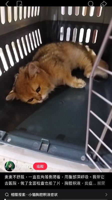 小红书一女子称豆包杀死了她的小猫，并强制豆包写了一篇忏悔文，小猫生病不是第一时间送医而是问AI，甚至连手术都是自己在家做的，而女子不仅没有任何悔意，还把锅一股脑甩给了AI
