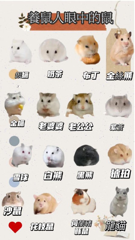 #鼠鼠 專業戶感谢 這有隻貓  投稿！#鼠鼠 專業戶感谢 這有隻貓  投稿！