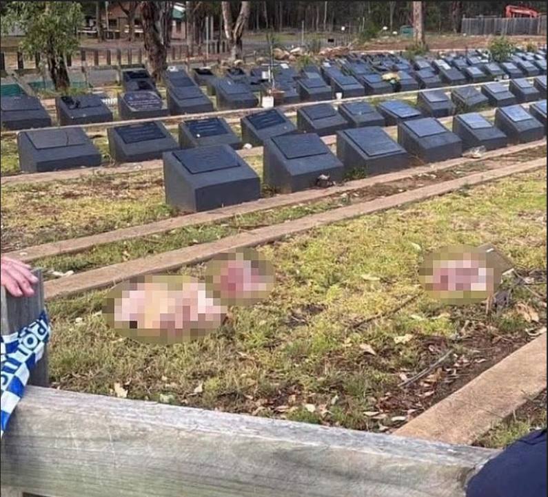 邦迪海滩恐怖袭击事件发生后，有人向穆斯林坟墓投掷猪头#澳大利亚 #悉尼 #枪杀感谢家人们投稿！