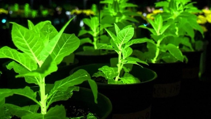 中国将用植物点亮城市 ，科学家们已经成功培育出电影《阿凡达》中的“发光花朵”