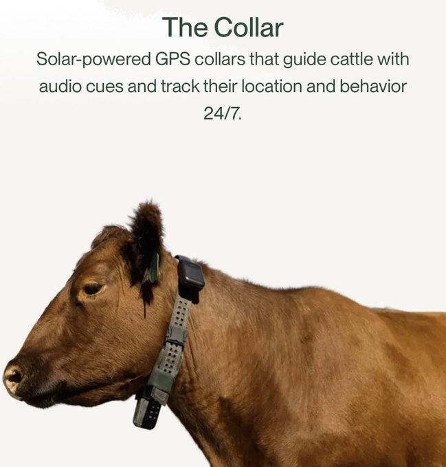 给六十万头牛挂上AI项圈能赚多大钱？答案是二十亿美金