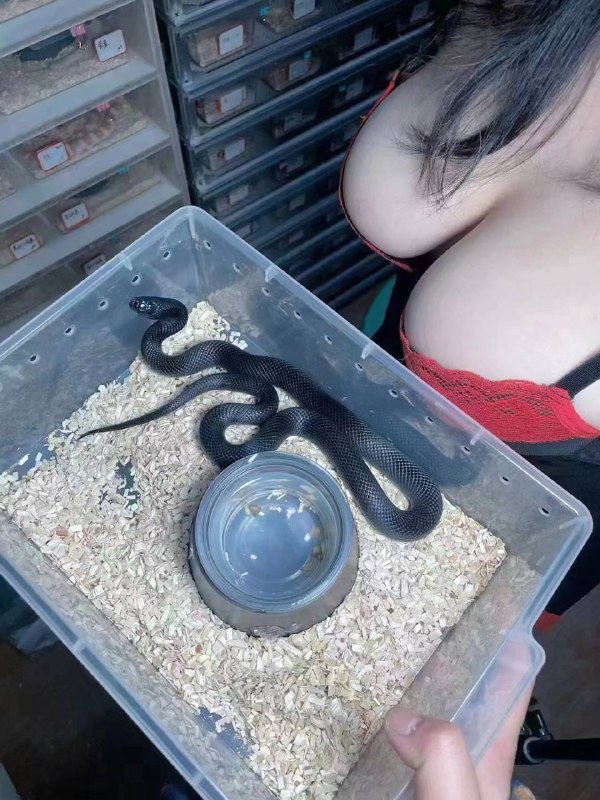 这是什么 #蛇 🐍 啊？又白又大