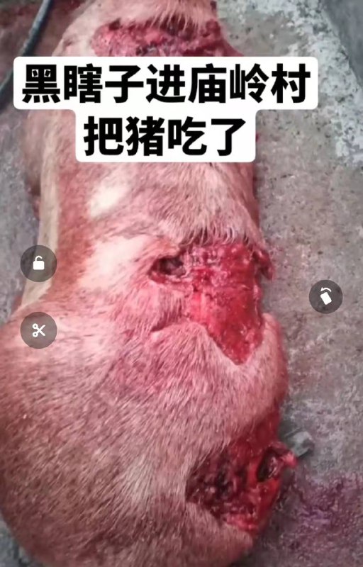 10月29日，大兴沟镇庙岭村养猪场出现了一头 #黑熊，咬死咬伤了4头猪；10月30日该黑熊又进入了北城村仓库觅食