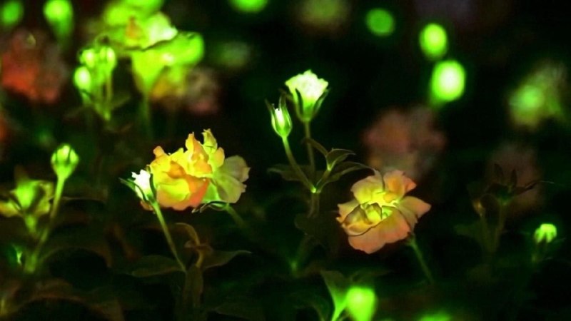 中国将用植物点亮城市 ，科学家们已经成功培育出电影《阿凡达》中的“发光花朵”