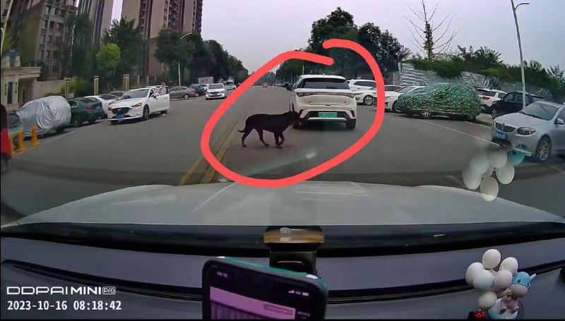 四川 崇州，咬孩子的是这只狗吗？！疑似 罗威纳犬 #狗咬人四川 崇州，咬孩子的是这只狗吗？！疑似 罗威纳犬 #狗咬人