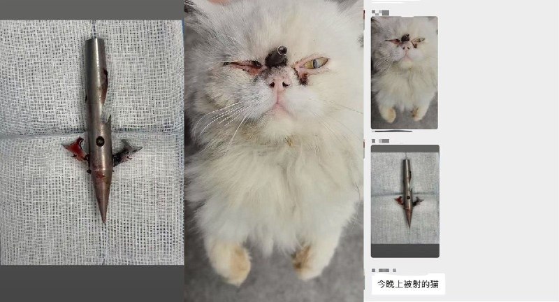 “顶风作案？”6月10日晚，重庆虐狗事件事发地隔壁小区，大石坝华润中央公园，有两名男子手持钉枪射杀猫现场抓住一个被打了一顿，目前据说已经被带到派出所，网友称另外一个虐猫者逃跑了感谢家人们投稿！“顶风作案？”6月10日晚，重庆虐狗事件事发地隔壁小区，大石坝华润中央公园，有两名男子手持钉枪射杀猫现场抓住一个被打了一顿，目前据说已经被带到派出所，网友称另外一个虐猫者逃跑了感谢家人们投稿！