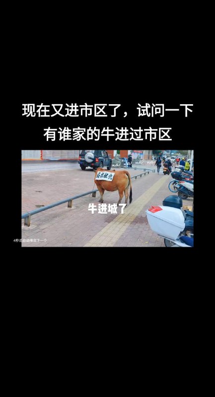 8月31日广东 #茂名，农村人养牛，牛棚被强拆了，就把牛拉到市政府门口抗议