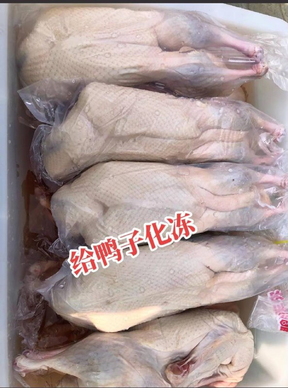 烧鸭 #科技与狠活 色素加25元冰冻白条鸭就是这样制作的by 匿名投稿烧鸭 #科技与狠活 色素加25元冰冻白条鸭就是这样制作的by 匿名投稿