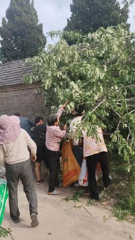 俺滴个洋槐花啊😭感谢家人们投稿！俺滴个洋槐花啊😭感谢家人们投稿！