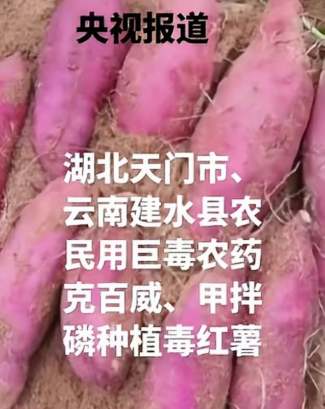 致命毒红薯已流遍20多省现在啥啥都有毒......食品安全问题日渐严重前两天才买了红薯，长得挺好看的，放那儿还没吃，不知道是不是天门挖出来的，所以，还能吃吗？ ​感谢家人们投稿！致命毒红薯已流遍20多省现在啥啥都有毒......食品安全问题日渐严重前两天才买了红薯，长得挺好看的，放那儿还没吃，不知道是不是天门挖出来的，所以，还能吃吗？ ​感谢家人们投稿！