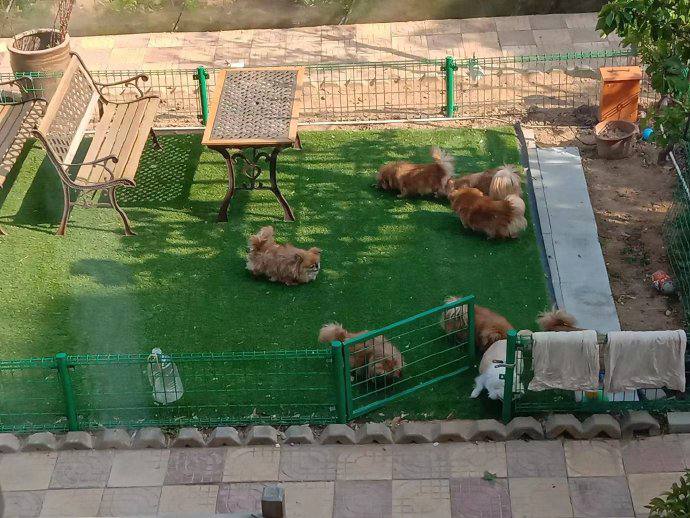 #举报 原青岛市委保密局副局长、二级巡视员宋德忠一家在家中常年违规饲养多条犬只，扰民多年