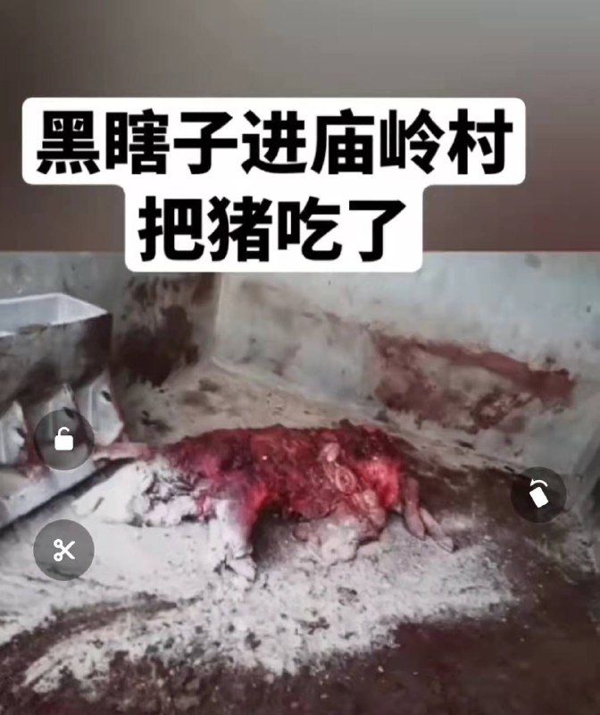 10月29日，大兴沟镇庙岭村养猪场出现了一头 #黑熊，咬死咬伤了4头猪；10月30日该黑熊又进入了北城村仓库觅食