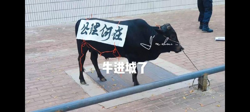 8月31日广东 #茂名，农村人养牛，牛棚被强拆了，就把牛拉到市政府门口抗议