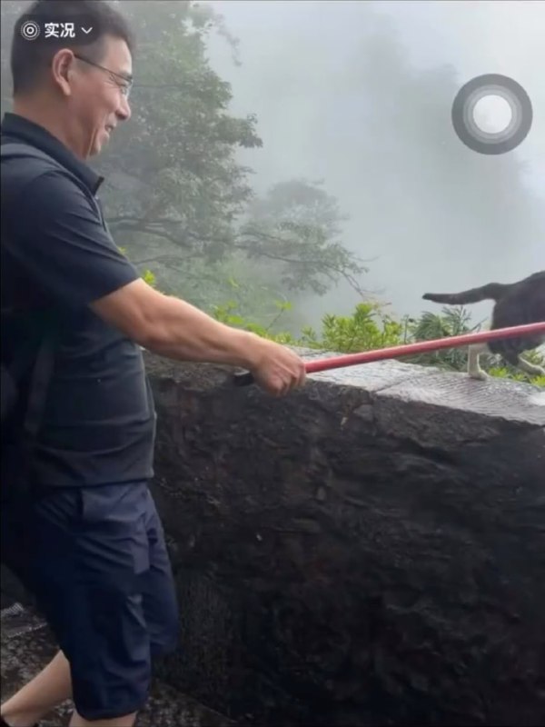 小猫只是路过，就被有“背景”的男子推下悬崖