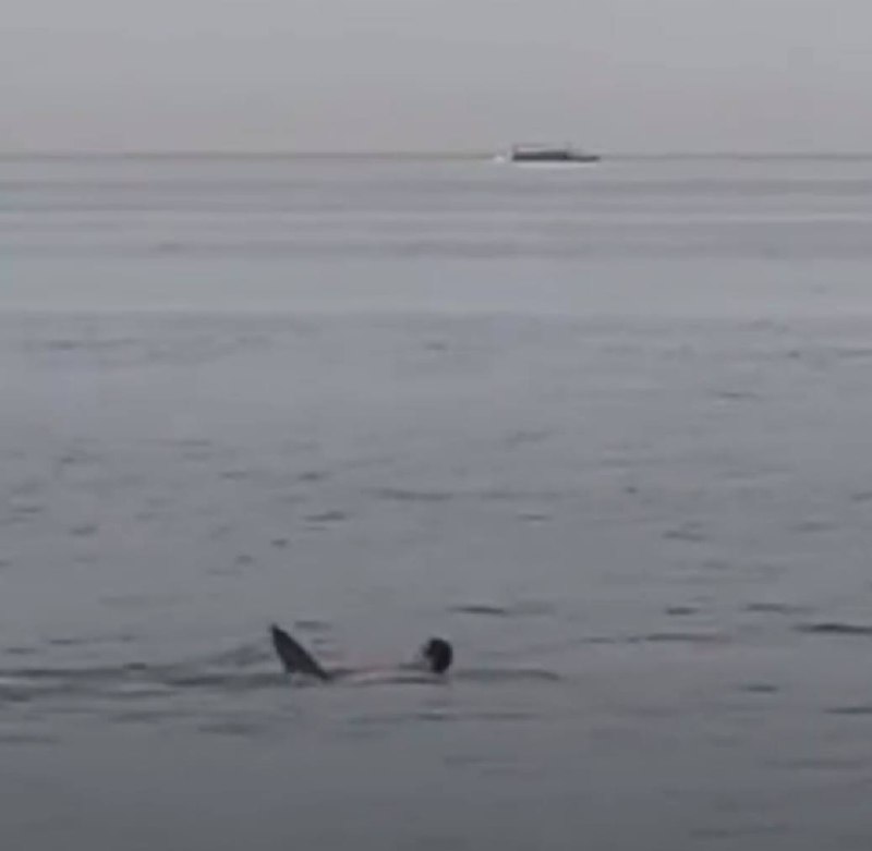 有 #鲨鱼 🦈 小心！ #吃人 ！！！有 #鲨鱼 🦈 小心！ #吃人 ！！！