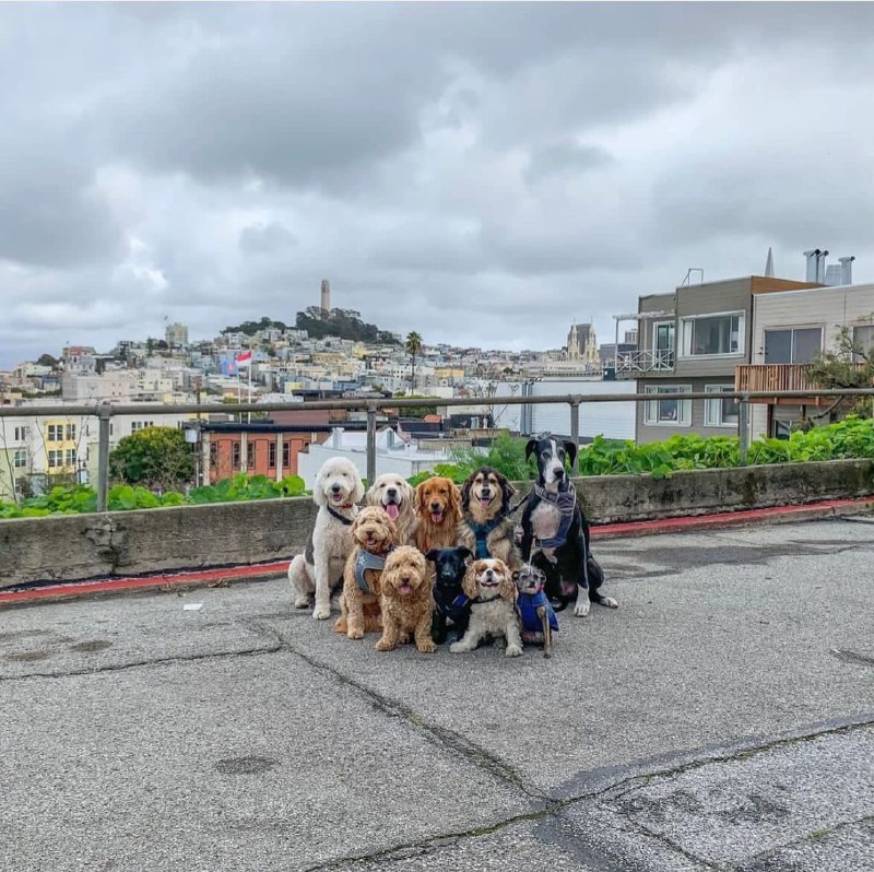 大德鲁伊 #狗子 #合影大德鲁伊 #狗子 #合影