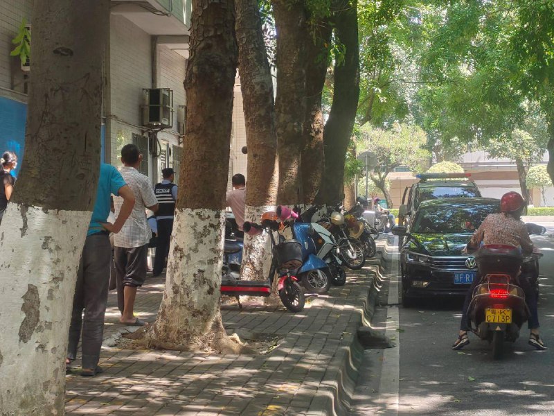 8月31日广东 #茂名，农村人养牛，牛棚被强拆了，就把牛拉到市政府门口抗议