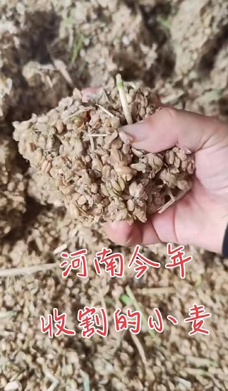 小麦收割机扣押在高速收费站，河南南阳、河南各地高速每天几百台收割机因超宽超高无法下高速，查超宽、超高，查收割机各种作业证